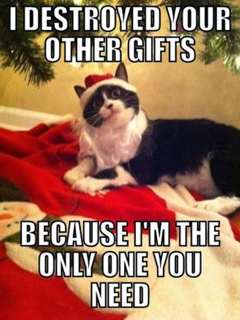 cat gifts
