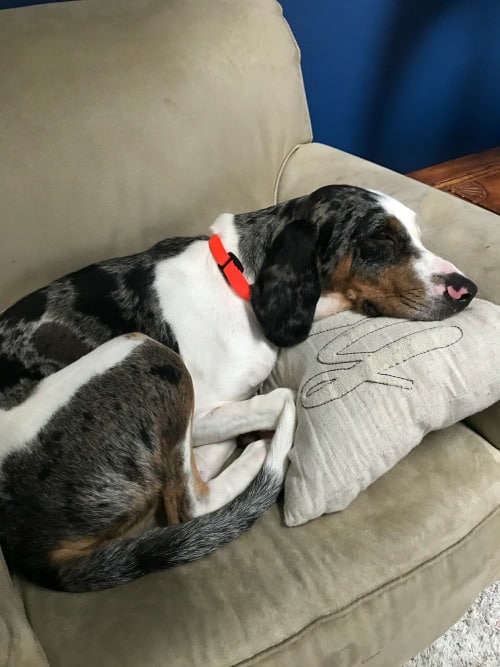 dog on a chair and pillow asleep