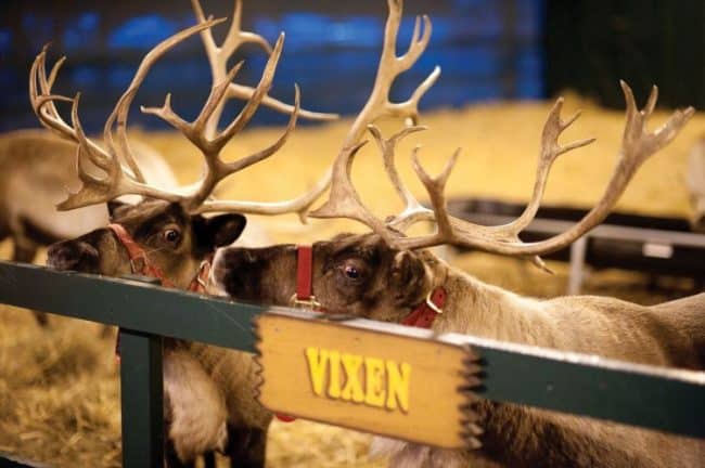 hersheypark reindeer