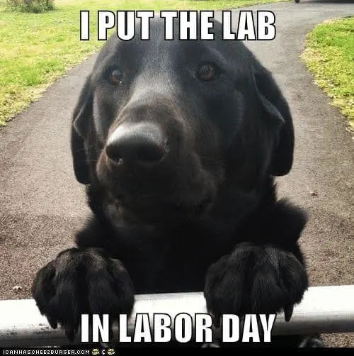 funny labor day memes labs