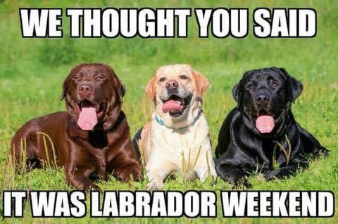 funny labor day memes labrador