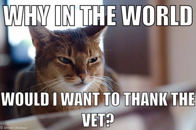 cat memes funny veterans day memes