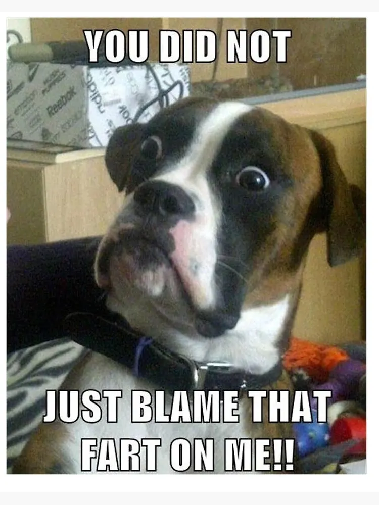 funny fart memes blame the dog