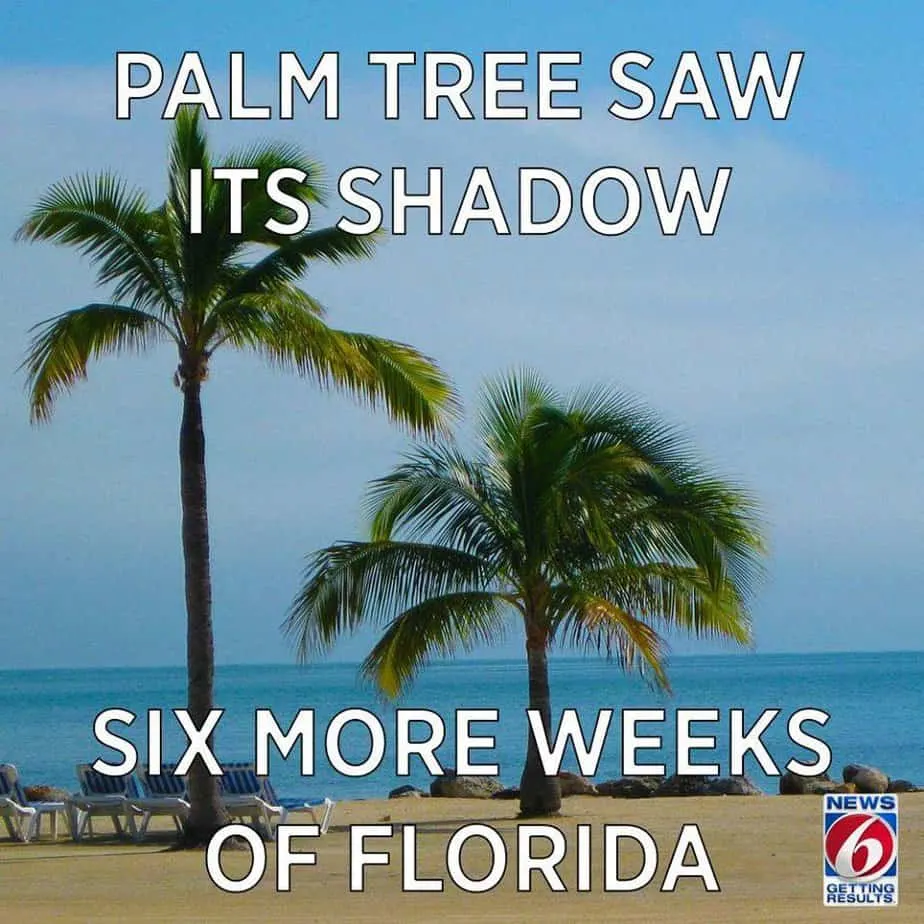 palm tree shadow groundhog day memes
