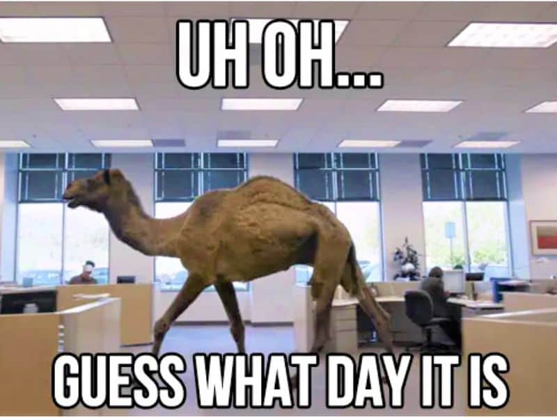 funny wednesday memes hump day memes. Camel walking through the office saying guess what day it is.