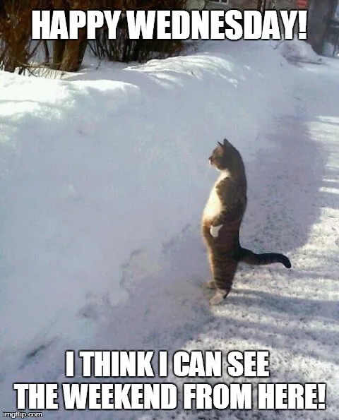 cat standing on hind legs in the snow. funny hump day memes. wednesday memes.