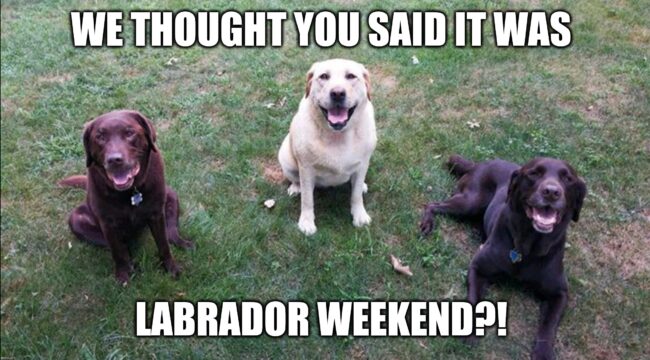 labor day memes funny dog memes